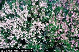 Attēlu rezultāti vaicājumam “Calluna vulgaris”