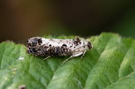 Attēlu rezultāti vaicājumam “Hedya salicella”