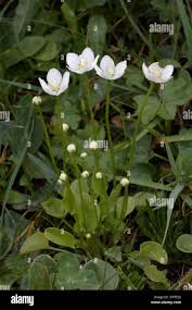 Attēlu rezultāti vaicājumam “Parnassia palustris leaf”