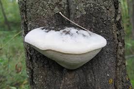 Attēlu rezultāti vaicājumam “Aurantiporus fissilis”