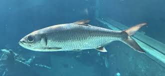 Image result for Chanos chanos