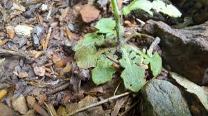 Attēlu rezultāti vaicājumam “Cardaminopsis arenosa leaf”