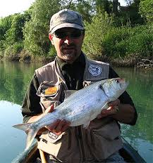 Image result for Alosa fallax