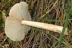 Attēlu rezultāti vaicājumam “Amanita crocea”