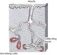 Exocrine Glands