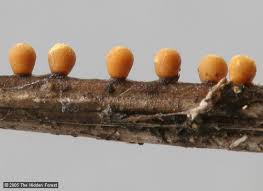 Attēlu rezultāti vaicājumam “Trichia scabra spores”