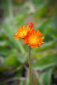 Attēlu rezultāti vaicājumam “Pilosella aurantiaca flower”
