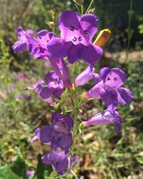 Attēlu rezultāti vaicājumam “Stemonitis marjana”