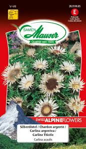 Image result for Blaudistel