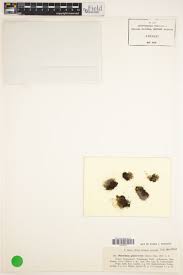 Attēlu rezultāti vaicājumam “Saelania glaucescens”