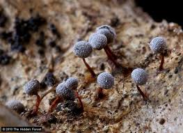 Attēlu rezultāti vaicājumam “Badhamia sp.”