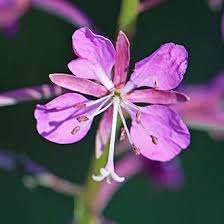Attēlu rezultāti vaicājumam “Epilobium angustifolium flower”
