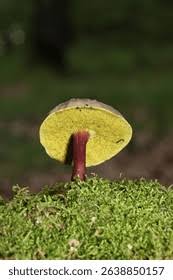 Attēlu rezultāti vaicājumam “Xerocomus pruinatus”