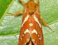 Attēlu rezultāti vaicājumam “Phymatopus hecta”