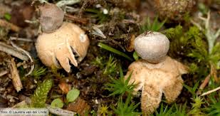 Attēlu rezultāti vaicājumam “Geastrum minimum”