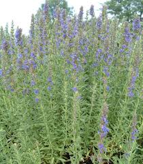 Image result for Ysop