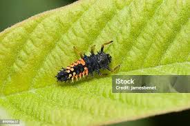 Attēlu rezultāti vaicājumam “Psyllobora vigintiduopunctata larva”