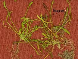 Attēlu rezultāti vaicājumam “Myosurus minimus flower”