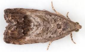 Attēlu rezultāti vaicājumam “Cydia splendana”