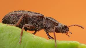 Attēlu rezultāti vaicājumam “Tenebrionidae”