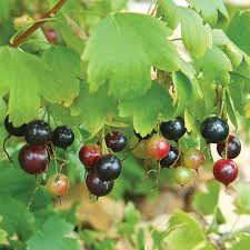 Attēlu rezultāti vaicājumam “Corynephorus canescens fruit”