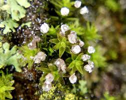 Attēlu rezultāti vaicājumam “Leiocolea rutheana sporophyte”