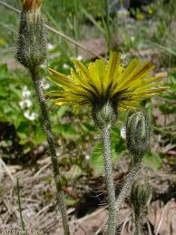 Image result for Hieracium pilosella