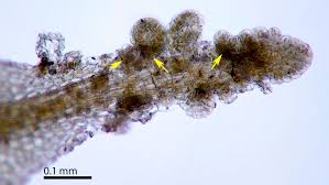 Attēlu rezultāti vaicājumam “Metzgeria violacea”
