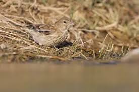 Attēlu rezultāti vaicājumam “Carduelis cannabina”