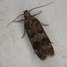 Attēlu rezultāti vaicājumam “Gelechia scotinella”