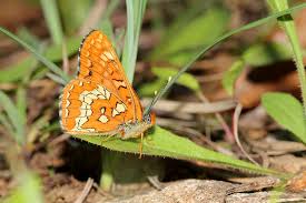 Attēlu rezultāti vaicājumam “Euphydrias aurinia”