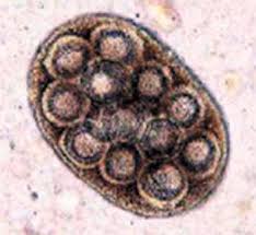 Image result for cestoda excrement dog