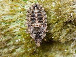 Attēlu rezultāti vaicājumam “Aradus betulae”