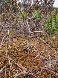 Attēlu rezultāti vaicājumam “Sphagnum austinii sporophyte”