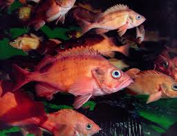 Image result for Sebastes fasciatus