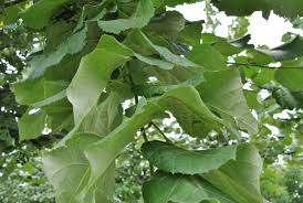 Attēlu rezultāti vaicājumam “Tilia tomentosa leaf”