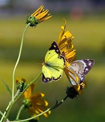 Attēlu rezultāti vaicājumam “Pieris rapae male”
