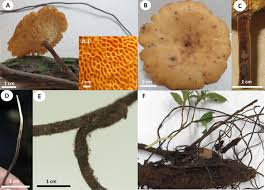 Attēlu rezultāti vaicājumam “Polyporus melanopus”