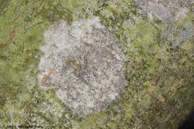 Attēlu rezultāti vaicājumam “Athelia arachnoidea”