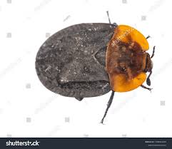 Attēlu rezultāti vaicājumam “Oiceoptoma thoracicum”