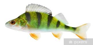 Attēlu rezultāti vaicājumam “Perca fluviatilis”