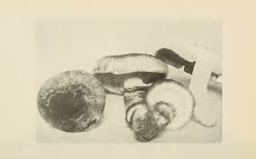 Attēlu rezultāti vaicājumam “Dianema depressum spores”