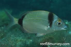 Image result for Diplodus vulgaris