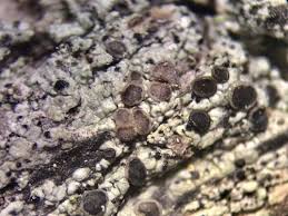 Attēlu rezultāti vaicājumam “Cliostomum corrugatum”