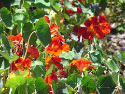 Attēlu rezultāti vaicājumam “Tropaeolum majus leaf”