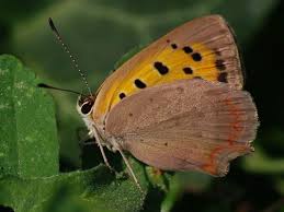 Attēlu rezultāti vaicājumam “Lycaena phlaeas underside”