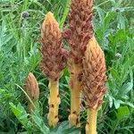 Attēlu rezultāti vaicājumam “Orobanche elatior flower”