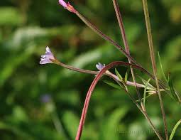 Attēlu rezultāti vaicājumam “Epilobium palustre”