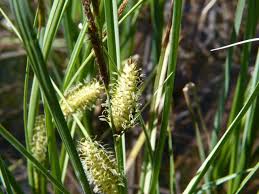 Attēlu rezultāti vaicājumam “Carex rostrata”