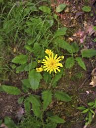 Attēlu rezultāti vaicājumam “Hieracium murorum flower”